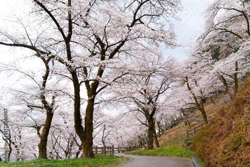 神奈川県相模原市津久井湖、城山公園の満開の桜