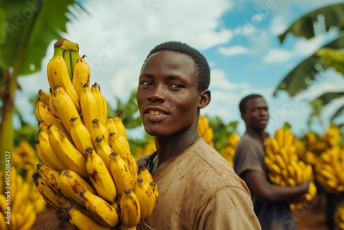 Obraz na płótnie Young man harvesting ripe bananas on tropical plantation during sunny day in natural environment w salonie