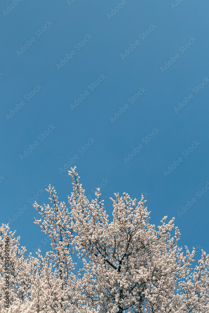 Blossoming tree with white flowers on clear blue sky, copy space Blossoming tree with white flowers on clear blue sky, copy space