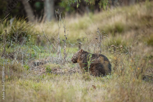 Wild wombat in regional New South Wales showing early signs of mange
