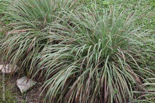 Una toma de cerca de una planta grande de citronela o limoncillo en el campo