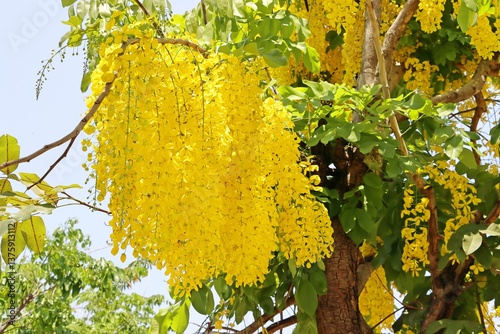 Photos Golden shower flowers or Indian laburnum (Cassia fistula) in a park