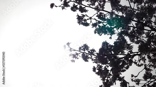 桜_シルエット02