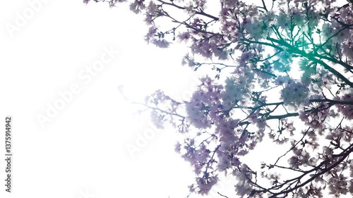 光の中の桜