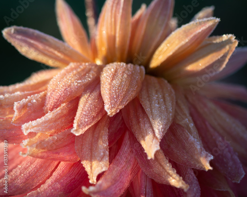 frozen pink dahlia flower on early autumn morning.