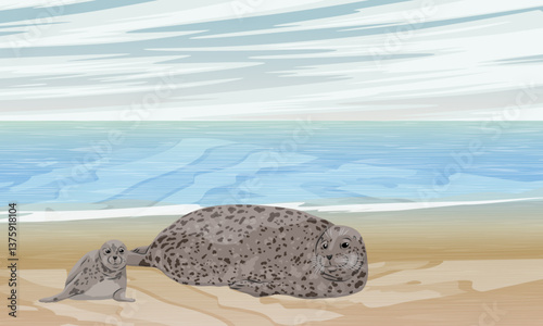 A common seal with a baby lie on a sandy shore in shallow water. Realistic vector landscape