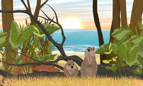 A couple of quokkas on the shore of the ocean. Sandy coast with dry grass and red stones. Realistic vector landscape
