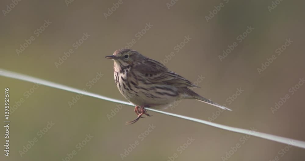 Meadow Pipit bird showing distinctive long toe claw slow motion Anthus pratensis Meadow Pipit bird showing distinctive long toe claw slow motion Anthus pratensis