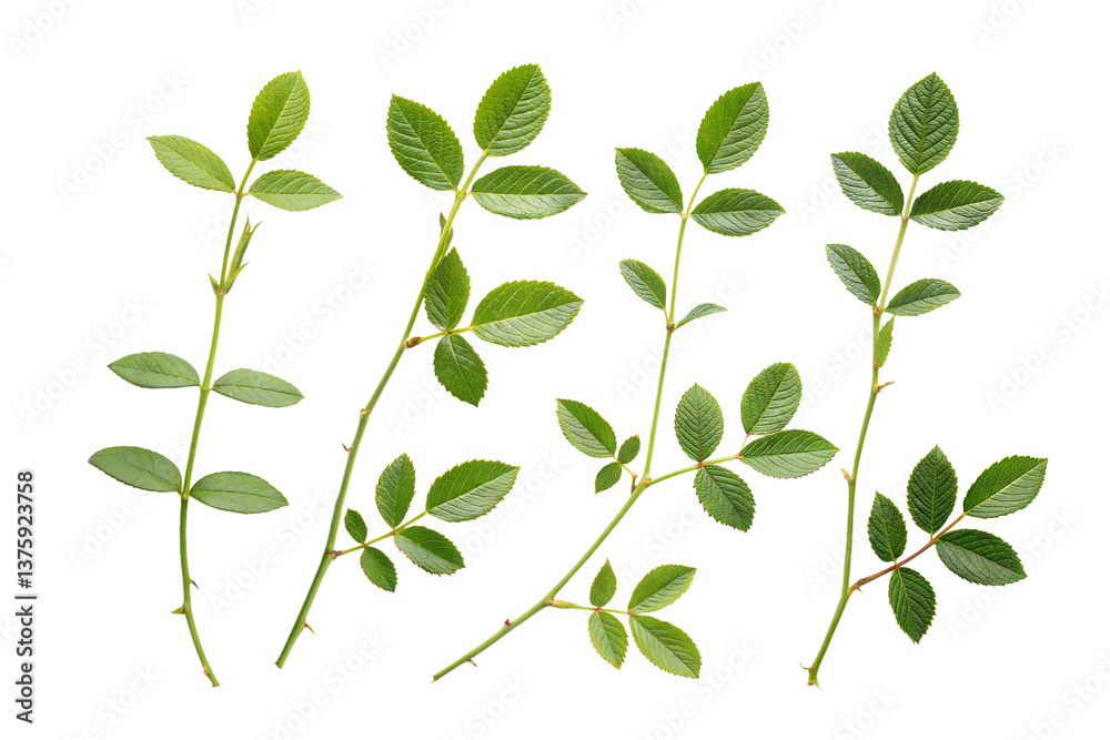Obraz premium Rose Stems with Leaves Set on Black Background, Fresh Green Leaves, Botanical Elements