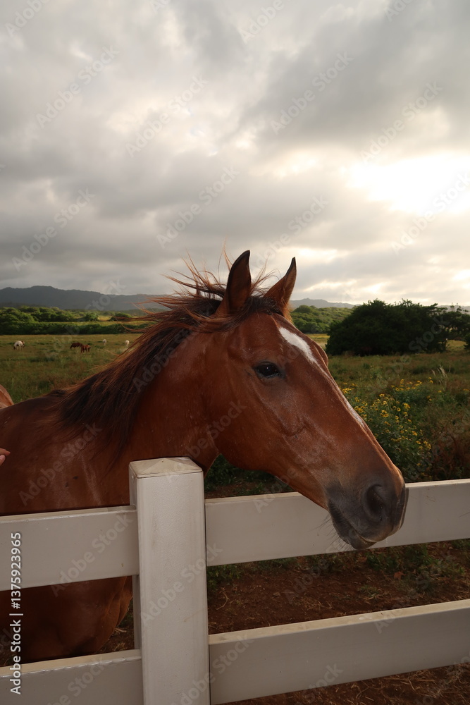 Fototapeta premium Majestic horse in a tropical field at sunset.