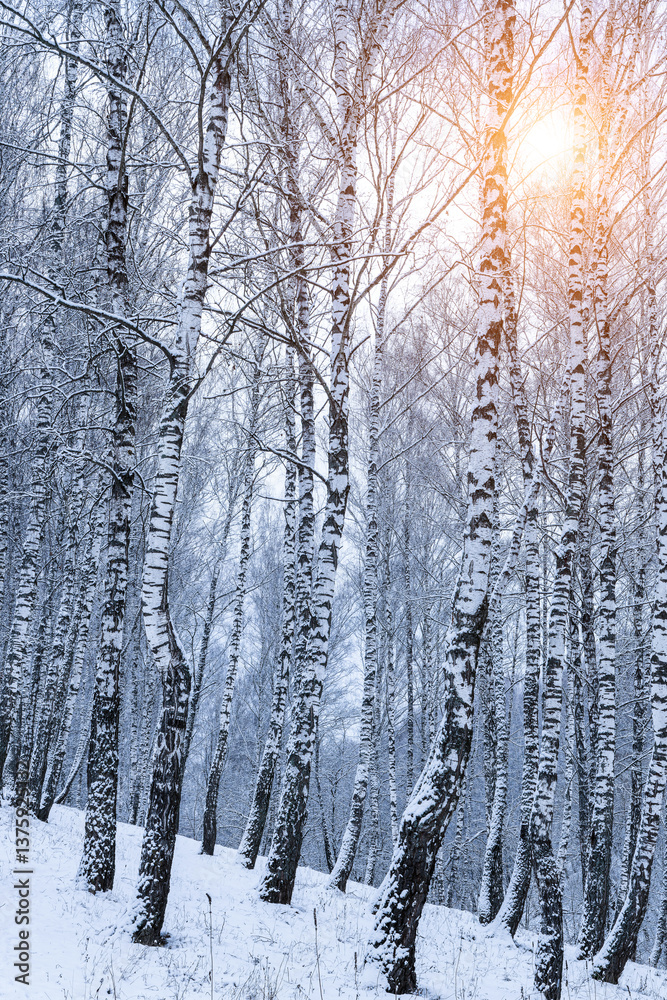 Fototapeta premium Birch grove after a snowfall on a winter. Sunlight breaking through the branches.