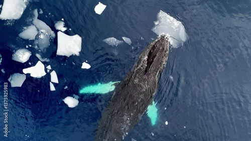 Whale tail wild animals at cold water ocean. Iceberg expedition snow Antarctica, Arctic, Norway wildlife of marine mammals. Ice nature winter north ocean. Tourism travel adventure concept. Aerial view