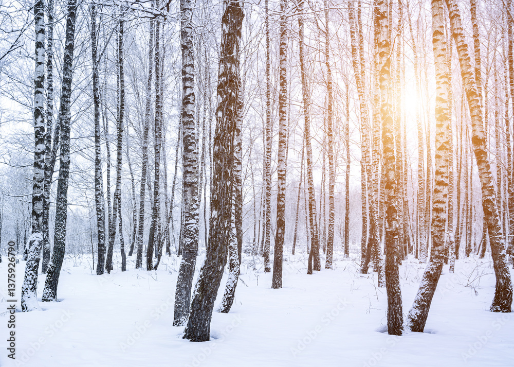 Fototapeta premium Birch grove after a snowfall on a winter. Sunlight breaking through the branches.