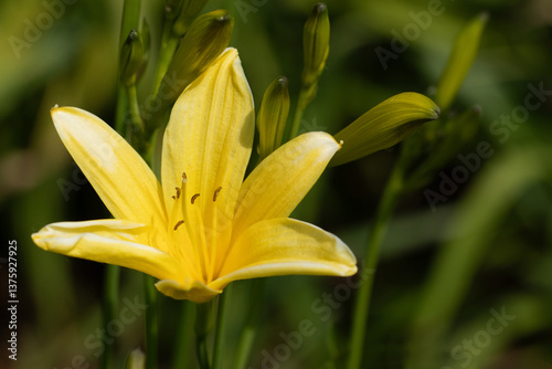 Hemerocallis. Yellow daylily flowers on a green background, close-up.