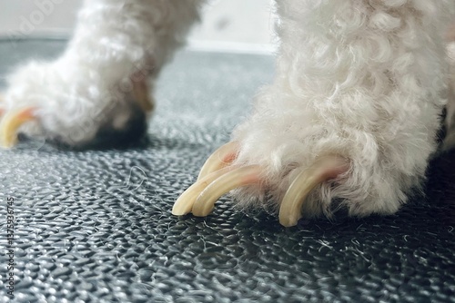 Pet Nail Care: Overgrown Dog Claws – A sharp close-up image displaying a dog’s untrimmed nails, emphasizing the importance of nail trimming for comfort and mobility. Ideal for veterinary and pet groom