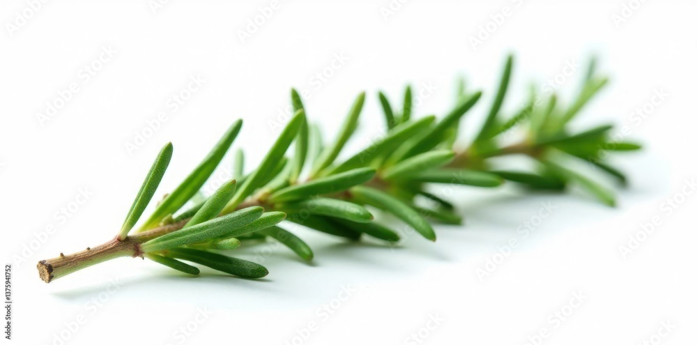 Fototapeta premium Isolated sprig of rosemary on white background, natural, culinary