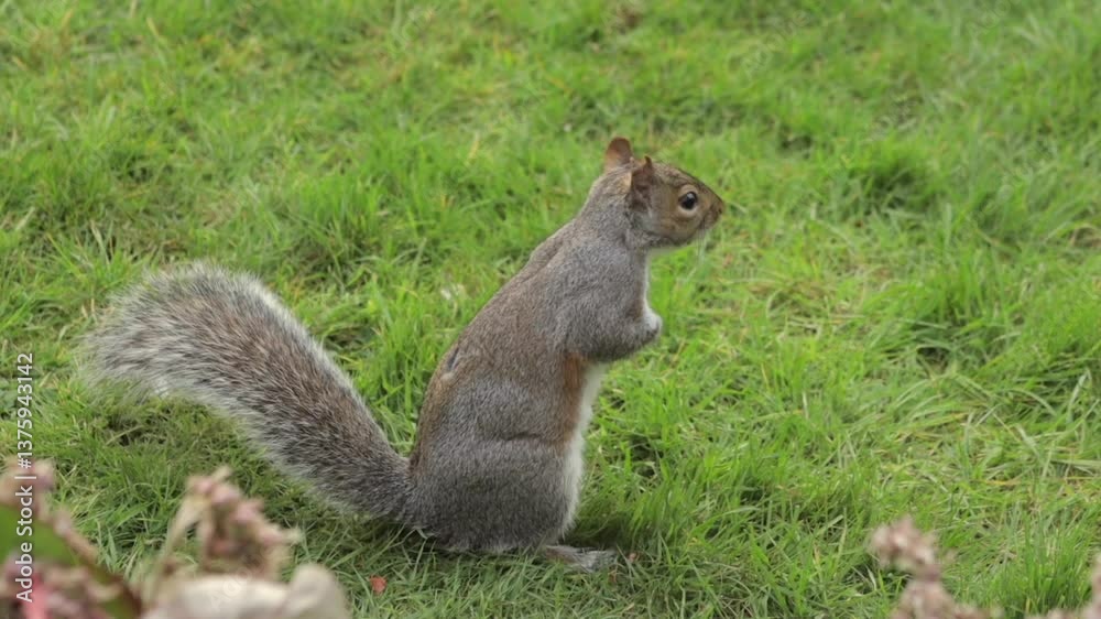 Grey Squirrel Standing Up Searching For Food In Grass Garden Daytime Slow Motion Borehamwood Hertfordshire UK Grey Squirrel Standing Up Searching For Food In Grass Garden Daytime Slow Motion Borehamwood Hertfordshire UK