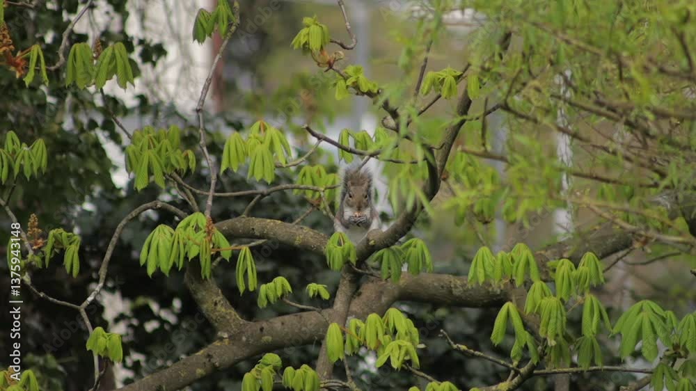 Grey Squirrel Eating A Big Nut Moving Perched On A Tree Branch Daytime Garden Slow Motion Borehamwood Hertfordshire UK Grey Squirrel Eating A Big Nut Moving Perched On A Tree Branch Daytime Garden Slow Motion Borehamwood Hertfordshire UK