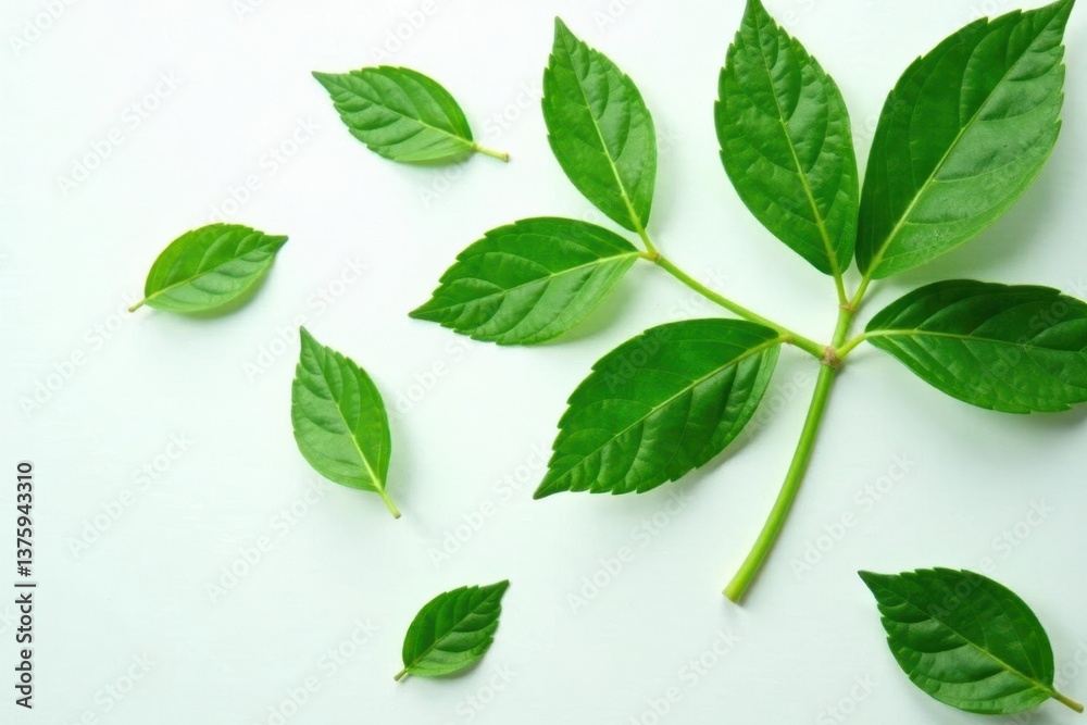 Leafy greens with stems and veins isolated on a crisp white background, , leafy greens, flat lay Leafy greens with stems and veins isolated on a crisp white background, , leafy greens, flat lay