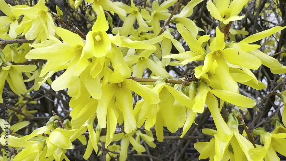 Beautiful bright yellow forsythia tree growing outdoors in park isolated on green blurry lawn background. Real time 4k video footage.
