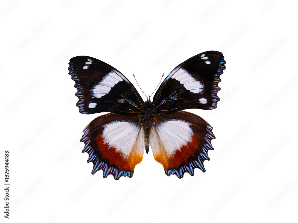 Obraz premium butterfly Hypolimnas dexithea isolated on white background