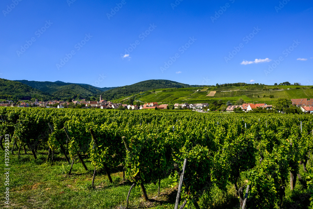 Ensisheim, Vine Growing Region Alsace, France