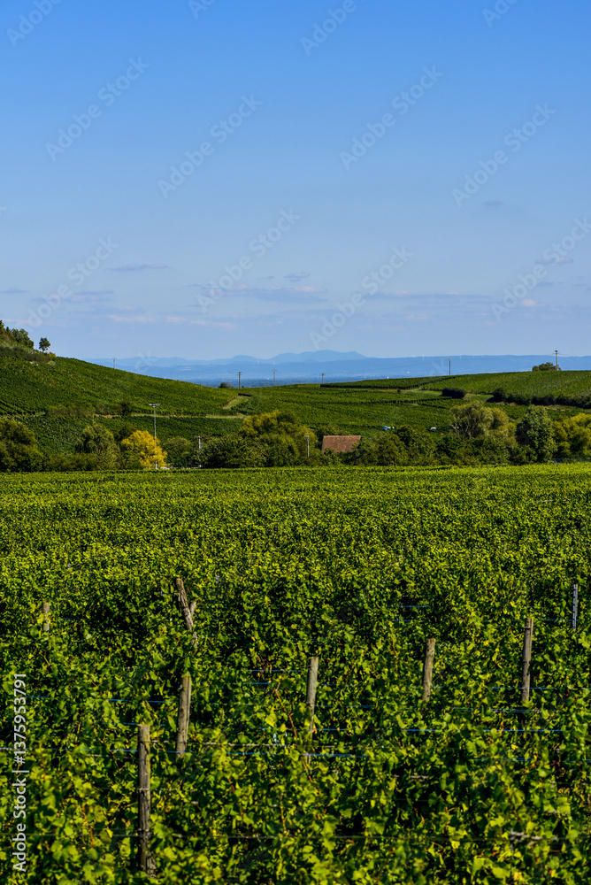 Ensisheim, Vine Growing Region Alsace, France