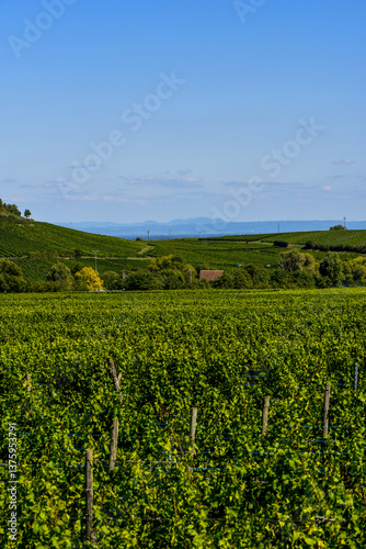 Obraz na płótnie Ensisheim, Vine Growing Region Alsace, France w salonie