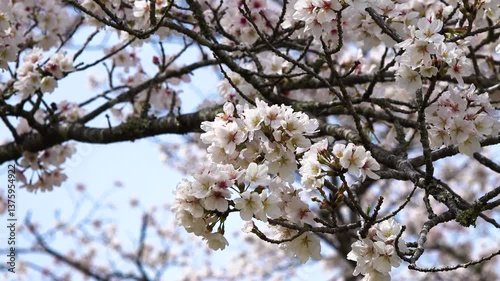桜04
