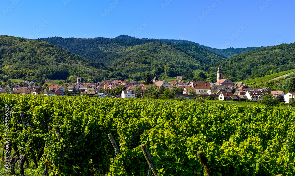 Ensisheim, Vine Growing Region Alsace, France
