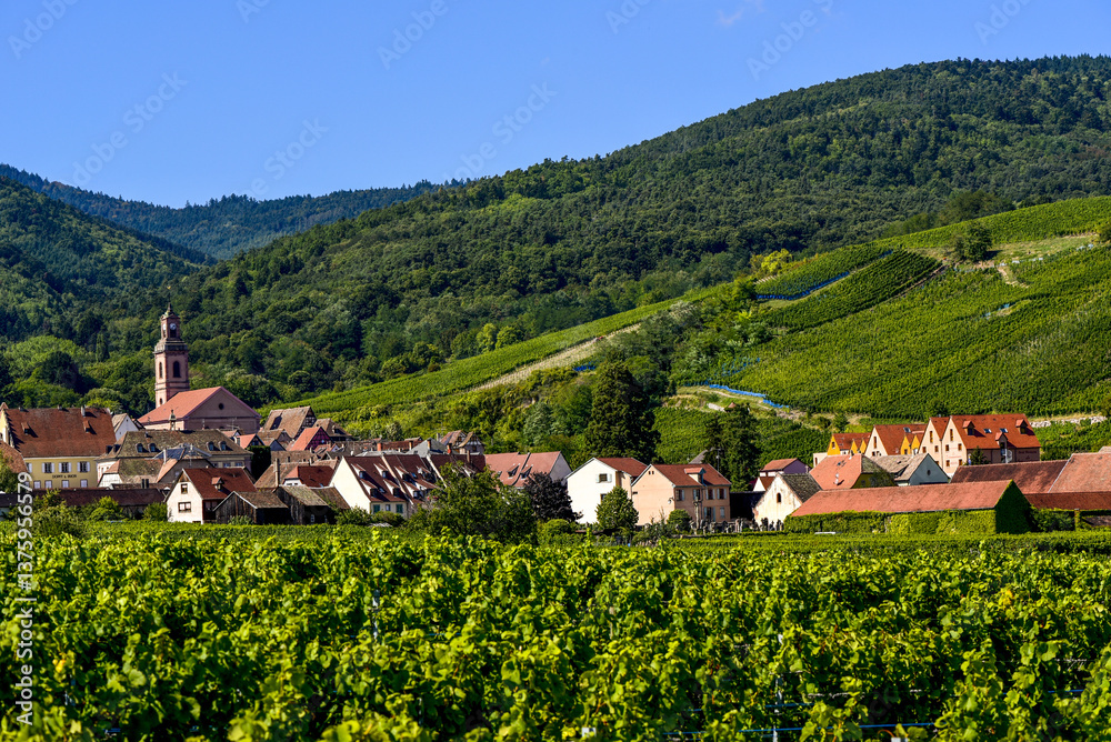 Ensisheim, Vine Growing Region Alsace, France