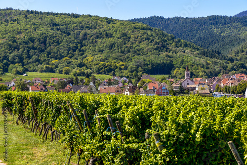 Ensisheim, Vine Growing Region Alsace, France