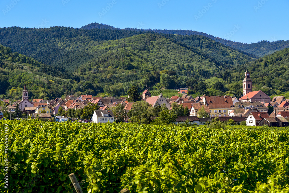 Ensisheim, Vine Growing Region Alsace, France