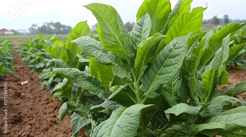 Lush Green Tobacco Plants in a Field