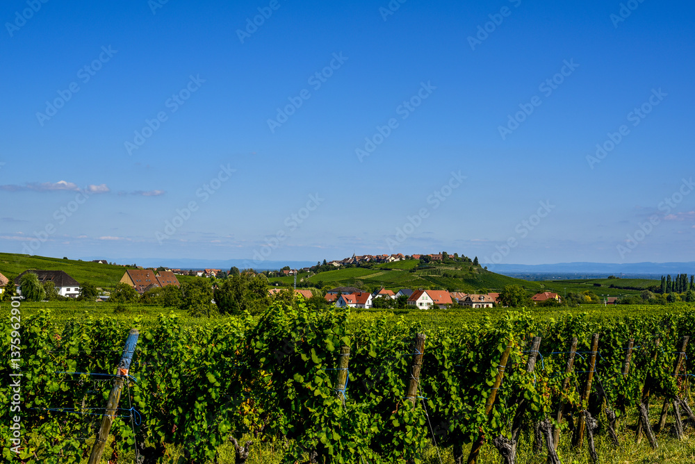 Ensisheim, Vine Growing Region Alsace, France