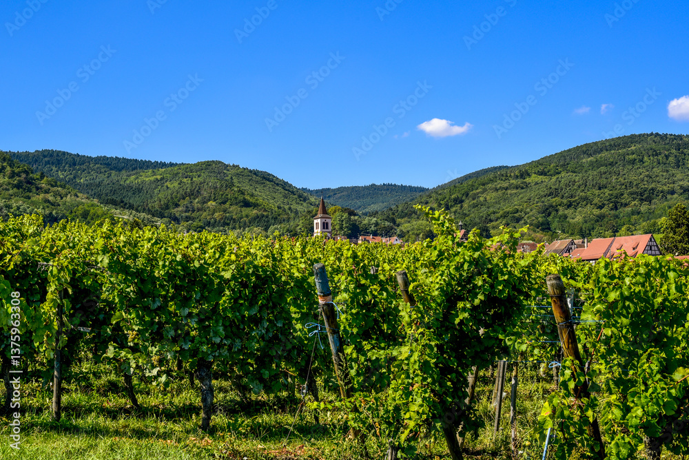 Ensisheim, Vine Growing Region Alsace, France