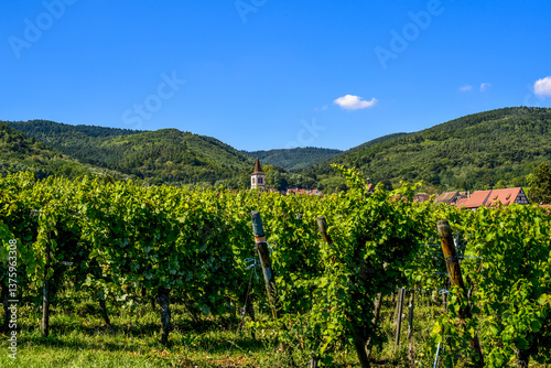 Obraz na płótnie Ensisheim, Vine Growing Region Alsace, France w salonie