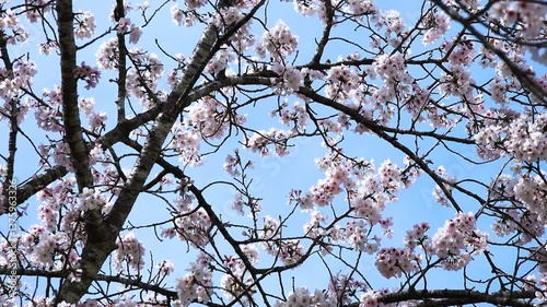 桜03