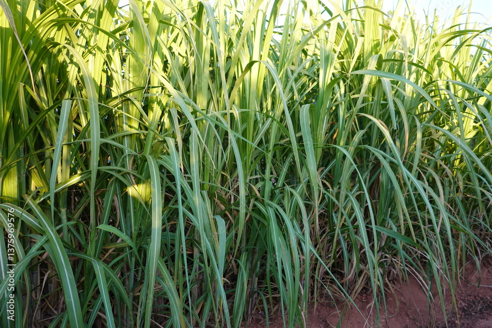 Obraz premium Dense growth of green sugarcane plants with long leaves under soft sunlight.
