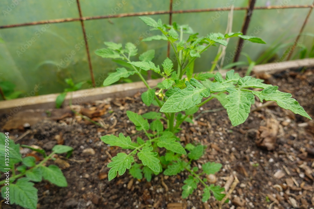 Obraz premium young tomato plants growing in the greenhouse with mulch