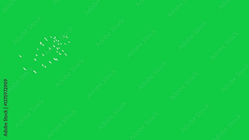 Flock of flying  white water birds on a green screen background Flock of Birds Flying kite flying on sky 4k natural video