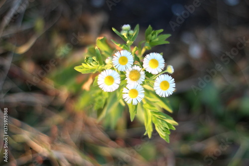 Close-Up of Blooming Daisies in Soft Sunlight