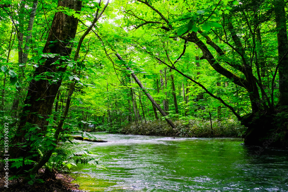 Fototapeta premium 奥入瀬渓流