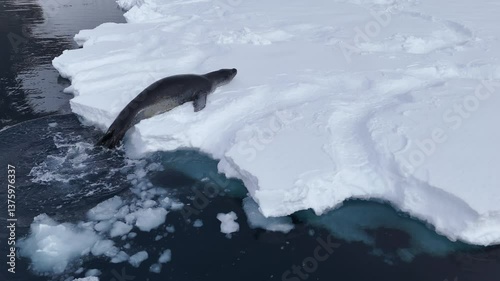 Walrus sea lion seal wild animals icy water Arctic. Iceberg glacier expedition snow Antarctica, wildlife. Ice landscape winter nature cold winter scenery ocean marine mammals, Tourism travel adventure