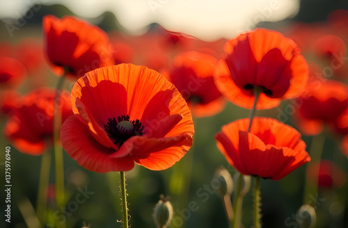 Beautiful red poppy close-up against a poppy field as a symbol of Memorial Day in the USA