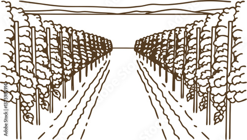 Illustration of vineyard rows with grape vines under clear sky