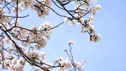 桜05