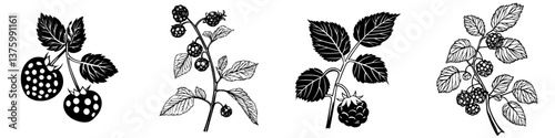 Natural illustration of various berry plants showcasing different stages of growth and ripeness in a botanical style