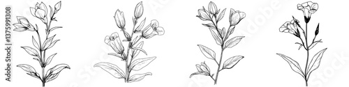 Floral sketches illustrating the growth stages of flowers in a botanical study