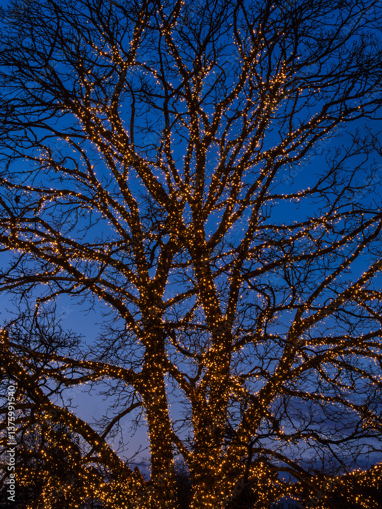 Branches of tree decorated with illuminated light at night Branches of tree decorated with illuminated light at night